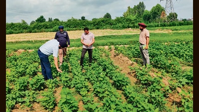 Punjab Agricultural University (PAU) has been promoting legume farming because soybean is a high-value crop with multiple food, feed, and industrial uses. (HT) Punjab Agricultural University (PAU) has been promoting legume farming because soybean is a high-value crop with multiple food, feed, and industrial uses. (HT)