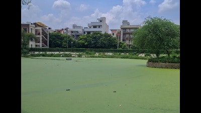 Residents said fish and aeration measures ordered under the NGT process are yet to be introduced, while GMDA said fish will be released soon. (Parveen Kumar/HT) Residents said fish and aeration measures ordered under the NGT process are yet to be introduced, while GMDA said fish will be released soon. (Parveen Kumar/HT)