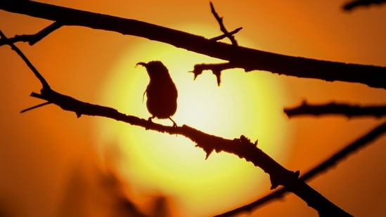Gram it: This panting-like picturesque image of a bird perched on a tree branch, against the backdrop of the setting sun, is a photograph captured by a lensman in Delhi! Isn't this the best pic to change your Monday blues into colours of joy and hope?