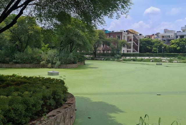 The five-acre pond was redeveloped after the NGT halted an HSVP plan for a commercial complex on the site and ordered its restoration. (Parveen Kumar/HT) The five-acre pond was redeveloped after the NGT halted an HSVP plan for a commercial complex on the site and ordered its restoration. (Parveen Kumar/HT)