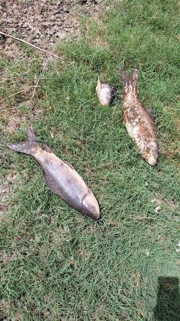 Fishes die due to water crisis in the park (HT Photo) Fishes die due to water crisis in the park (HT Photo)