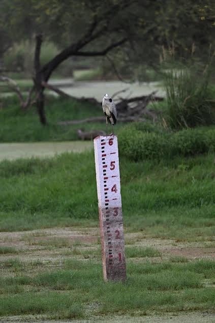 KNP faces water crisis in Bharatpur (HT Photo) KNP faces water crisis in Bharatpur (HT Photo)