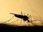 Following the deaths, malaria screening has been intensified in all tribal hostels and residential schools. (Representative Photo)