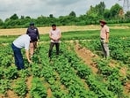 Punjab Agricultural University (PAU) has been promoting legume farming because soybean is a high-value crop with multiple food, feed, and industrial uses. (HT)