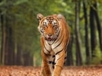 The postmortem reports estimated the age of the two tigers to be between three and four years and four and five years. (Representative | iStock)