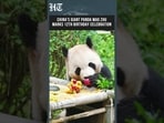 China's Giant Panda Mao Zhu Celebrates 12th Birthday With Special Feast In Yunnan