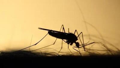 Following the deaths, malaria screening has been intensified in all tribal hostels and residential schools. (Representative Photo) Following the deaths, malaria screening has been intensified in all tribal hostels and residential schools. (Representative Photo)