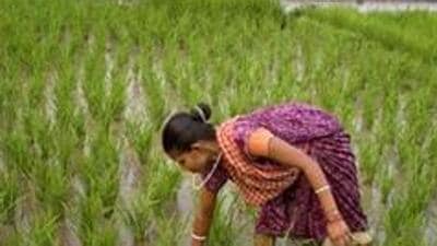 Maharashtra has received 340.9 mm of rainfall in July so far against the normal 288.2 mm, an excess of 18.2%, providing much-needed soil moisture and favourable conditions for sowing. (REPRESENTATIVE PHOTO)