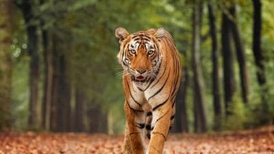 The postmortem reports estimated the age of the two tigers to be between three and four years and four and five years. (Representative | iStock)