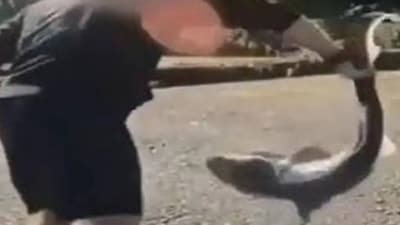 Connor Seifert is accused of illegally catching and ‘wrestling’ sharks in disturbing videos (Washington Department of Fish & Wildlife) Connor Seifert is accused of illegally catching and ‘wrestling’ sharks in disturbing videos (Washington Department of Fish & Wildlife)