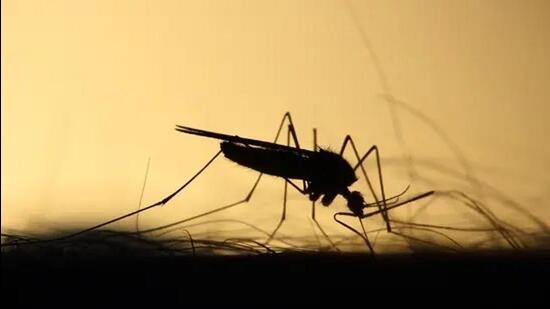 Following the deaths, malaria screening has been intensified in all tribal hostels and residential schools. (Representative Photo)