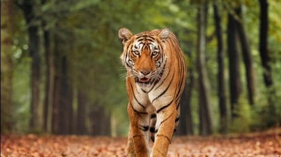 The postmortem reports estimated the age of the two tigers to be between three and four years and four and five years. (Representative | iStock)
