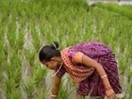 Maharashtra has received 340.9 mm of rainfall in July so far against the normal 288.2 mm, an excess of 18.2%, providing much-needed soil moisture and favourable conditions for sowing. (REPRESENTATIVE PHOTO)
