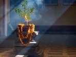 తులసి మొక్క ఎండిపోతే ఏం చేయాలి? తులసి ఆకులు కోయడానికి కూడా నియమాలున్నాయా?