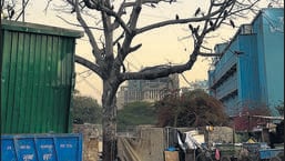 Delhiwale: Tree with wings Delhiwale: Tree with wings