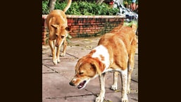 Foundation for city’s first dog shelter laid by LG Foundation for city’s first dog shelter laid by LG