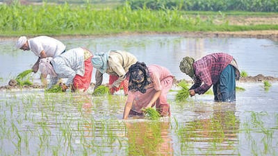Maharashtra government has released the first list of beneficiaries under the state’s farm loan waiver scheme covering around 1.7 million farmers. ((PIC FOR REPRESENTATION))