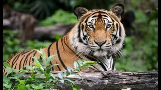 The tiger population in UP was 109 in 2006, 118 in 2010, 117 in 2014, 173 in 2018, and 205 in 2022. (For Representation)