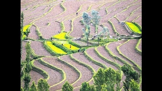 This AI-powered systems assists —WhereToPlant and WhatToPlant—helps local communities and farmers in scientifically identifying suitable plantation sites and selecting native tree species most likely to survive under local ecological conditions. (picture for representational purpose)