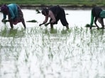 Because the raw material required for producing the blend is the same as the country’s food and feed requirements, a growing diversion to fuel use without a corresponding increase in production will entail a pressure on supplying to the food and feed demand. (AP)