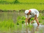 ఏపీ రైతులకు ముఖ్య గమనిక(Photographed by Hemant Mishra/Mint)