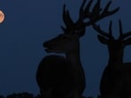 Young deer stags are silhouetted against the moon, approaching its full Buck Moon phase on July 29, as it rises above Richmond Park in London, Britain, July 27, 2026. REUTERS/Toby Melville