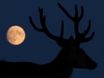 A young deer stag is silhouetted against the moon, approaching its full Buck Moon phase on July 29, as it rises above Richmond Park in London, Britain, July 27, 2026. REUTERS/Toby Melville     TPX IMAGES OF THE DAY