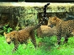 Leopard (Photo by Pramod Thakur/Hindustan Times) 