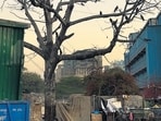 The photo is from another day, snapped around twilight (Mayank Austen Soofi)