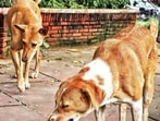 The shelter is being developed by the Municipal Corporation of Delhi (MCD), after the Supreme Court’s final judgment on May 19, 2026, upholding its earlier directives to remove stray dogs from sensitive institutional areas. (PTI)