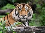 The tiger population in UP was 109 in 2006, 118 in 2010, 117 in 2014, 173 in 2018, and 205 in 2022. (For Representation)