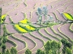 This AI-powered systems assists —WhereToPlant and WhatToPlant—helps local communities and farmers in scientifically identifying suitable plantation sites and selecting native tree species most likely to survive under local ecological conditions. (picture for representational purpose)