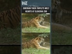 Watch: Adorable Siberian Tiger Cubs Take Their First Steps at Slovenia Zoo