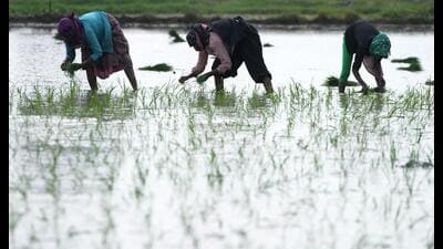 Because the raw material required for producing the blend is the same as the country’s food and feed requirements, a growing diversion to fuel use without a corresponding increase in production will entail a pressure on supplying to the food and feed demand. (AP)