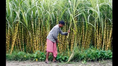 Before it became a high-stakes political machine in Mandya, sugarcane symbolised prosperity, romance, and sweetness across Karnataka. (REUTERS) Before it became a high-stakes political machine in Mandya, sugarcane symbolised prosperity, romance, and sweetness across Karnataka. (REUTERS)