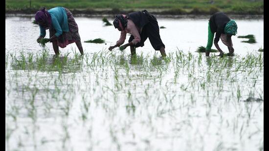 Because the raw material required for producing the blend is the same as the country’s food and feed requirements, a growing diversion to fuel use without a corresponding increase in production will entail a pressure on supplying to the food and feed demand. (AP)