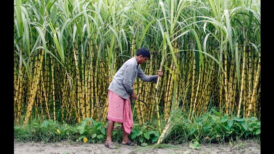 Before it became a high-stakes political machine in Mandya, sugarcane symbolised prosperity, romance, and sweetness across Karnataka. (REUTERS)