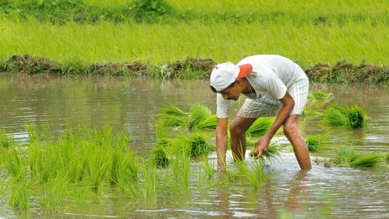 ఏపీ రైతులకు ముఖ్య గమనిక (Photographed by Hemant Mishra/Mint)