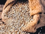 Hisar agri varsity to scale up supply of millet hybrids