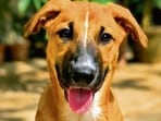 These furry friends, in Delhi-NCR, are searching for forever homes. Won’t you bring them home?