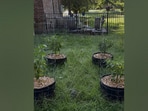 A hidden cat is waiting to be found in this garden optical illusion.