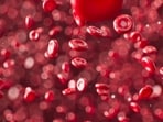 This marks the single-largest concentration of cholesterol-related disease burden on the planet, as per the Global Burden of Disease (GBD) 2023 study, published in the medical journal JAMA.