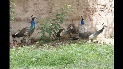 Before me unfolded a breathtaking spectacle: A pride of peacocks, wandering freely across the landscape. They strode about with effortless grace, their iridescent plumage catching the sunlight, utterly indifferent to the humans around them. The sight was so enchanting that my measured pace gradually slowed to a halt. (HT File) Before me unfolded a breathtaking spectacle: A pride of peacocks, wandering freely across the landscape. They strode about with effortless grace, their iridescent plumage catching the sunlight, utterly indifferent to the humans around them. The sight was so enchanting that my measured pace gradually slowed to a halt. (HT File)