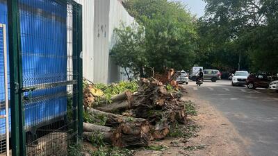 Gurugram, India-April 16, 2025: The illegal felling of multiple trees in DLF Phase 1 Block-E green belt area near Arjun Marg, in Gurugram, India, on Wednesday, 16 April 2025. (Photo by Parveen Kumar/Hindustan Times)(Pic to go with Leena Dhankar's story) Gurugram, India-April 16, 2025: The illegal felling of multiple trees in DLF Phase 1 Block-E green belt area near Arjun Marg, in Gurugram, India, on Wednesday, 16 April 2025. (Photo by Parveen Kumar/Hindustan Times)(Pic to go with Leena Dhankar's story)