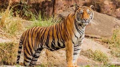 11 MoUs exchanged on International Tiger Day to promote conservation (Unsplash)