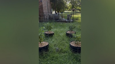 A hidden cat is waiting to be found in this garden optical illusion. (Reddit) A hidden cat is waiting to be found in this garden optical illusion. (Reddit)