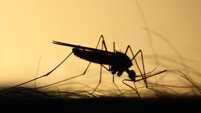 Malaria (Unsplash) Malaria (Unsplash)