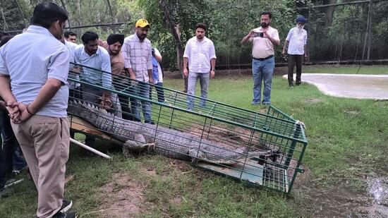 According to the Punjab chief wildlife warden, the reptile has been shifted to Mohali’s Chhatbir Zoo for veterinary examination, health assessment, rehabilitation and acclimatisation. (HT)