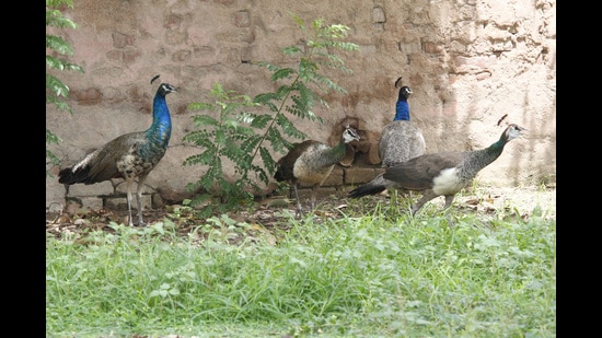 Before me unfolded a breathtaking spectacle: A pride of peacocks, wandering freely across the landscape. They strode about with effortless grace, their iridescent plumage catching the sunlight, utterly indifferent to the humans around them. The sight was so enchanting that my measured pace gradually slowed to a halt. (HT File)