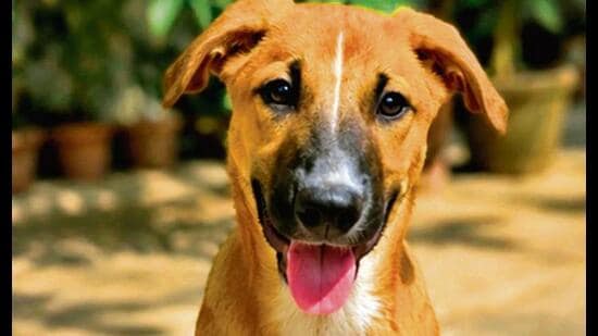 These furry friends, in Delhi-NCR, are searching for forever homes. Won’t you bring them home?